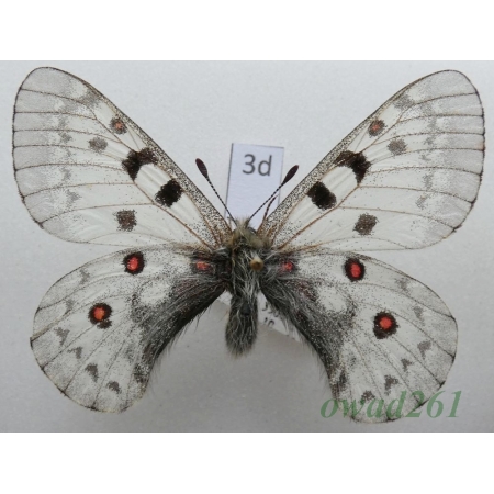 Parnassius jacquemontii Boisduval, 1836 male Tadjikistan3d